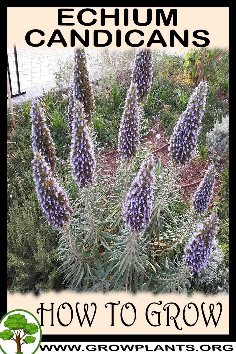 How to grow Echium candicans