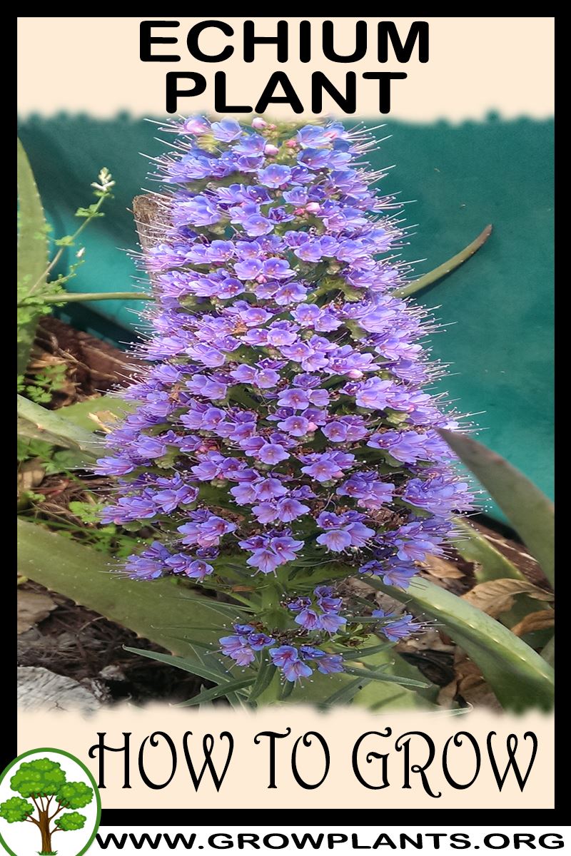 How to grow Echium plant