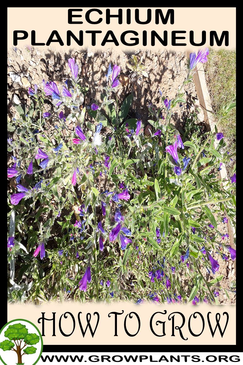 How to grow Echium plantagineum
