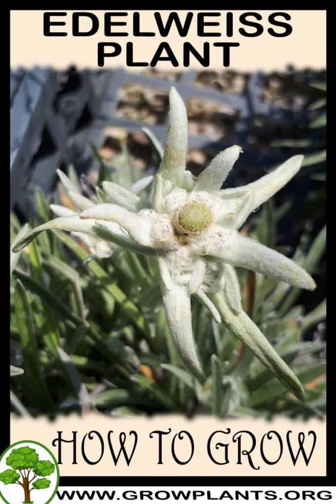 Edelweiss plant