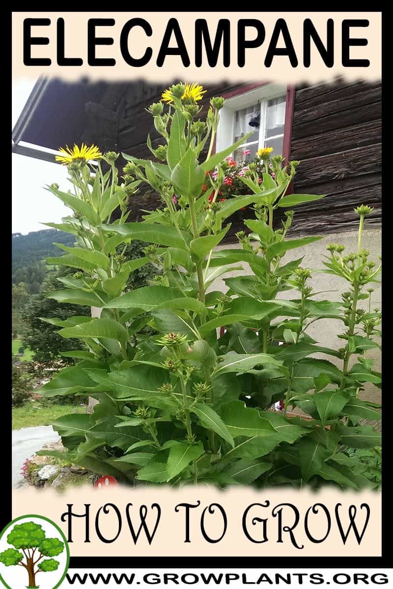 How to grow Elecampane