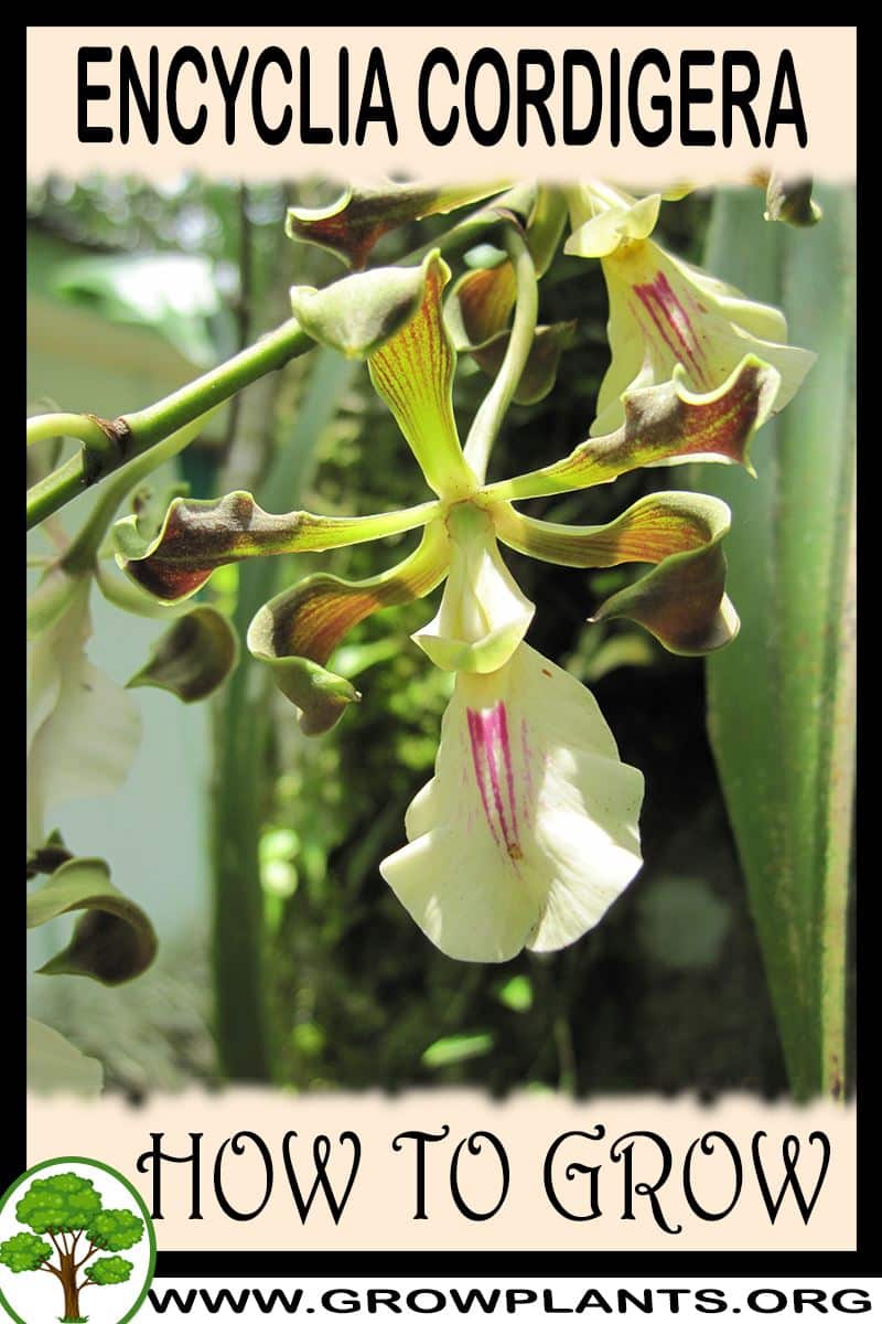 How to grow Encyclia cordigera