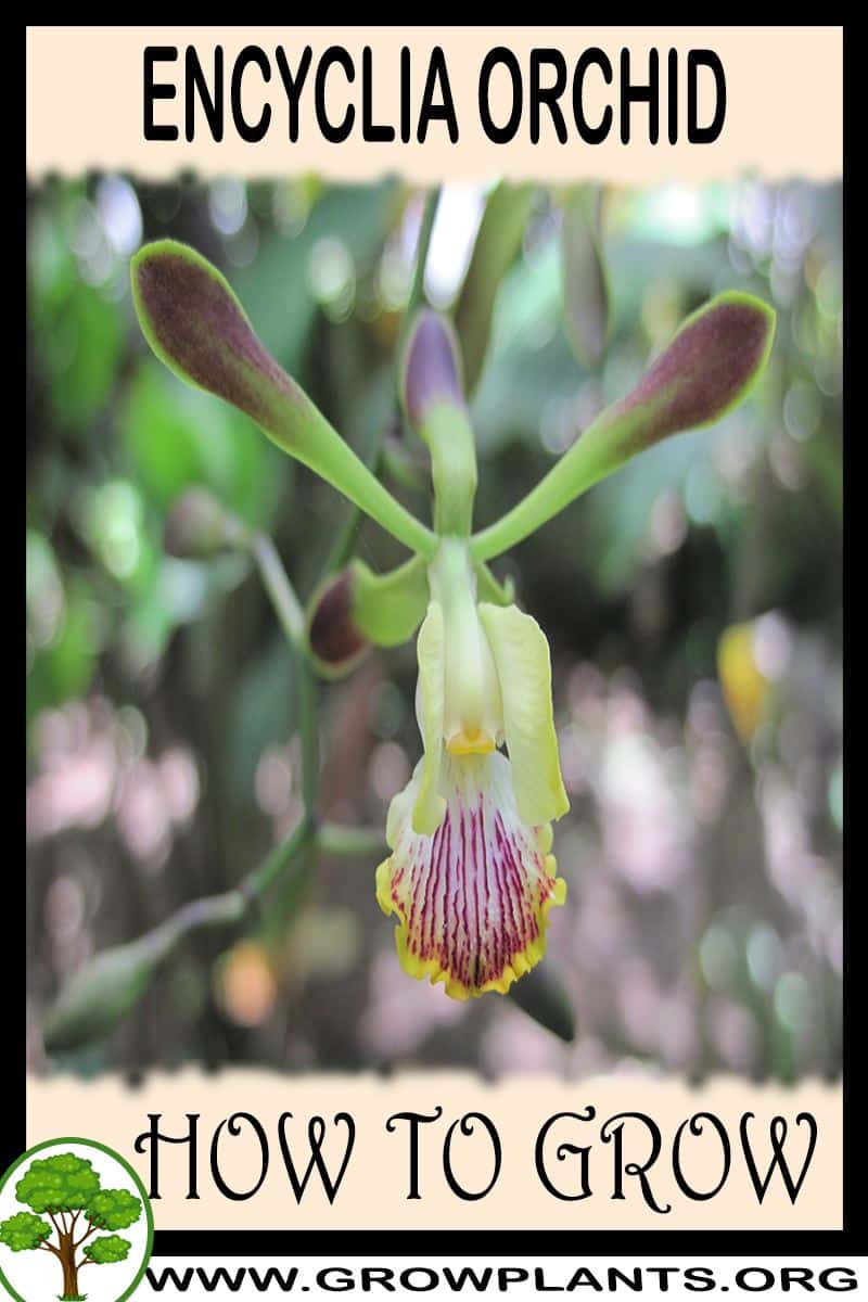 How to grow Encyclia