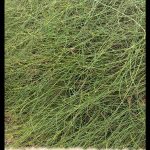 Ephedra