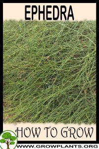 How to grow Ephedra