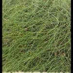 Ephedra chilensis