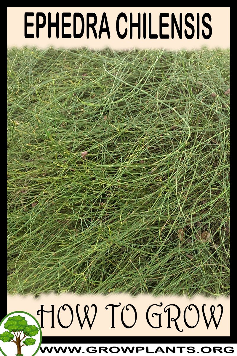 How to grow Ephedra chilensis