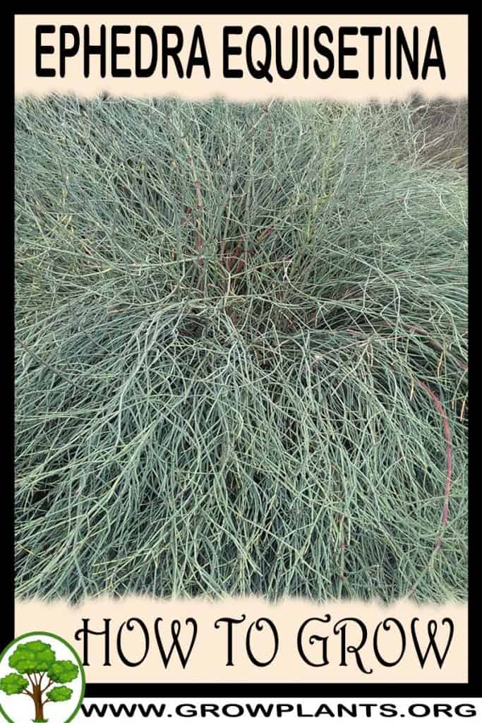 Ephedra equisetina