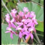 Epidendrum
