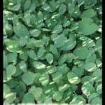 Epimedium alpinum