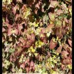 Epimedium perralchicum
