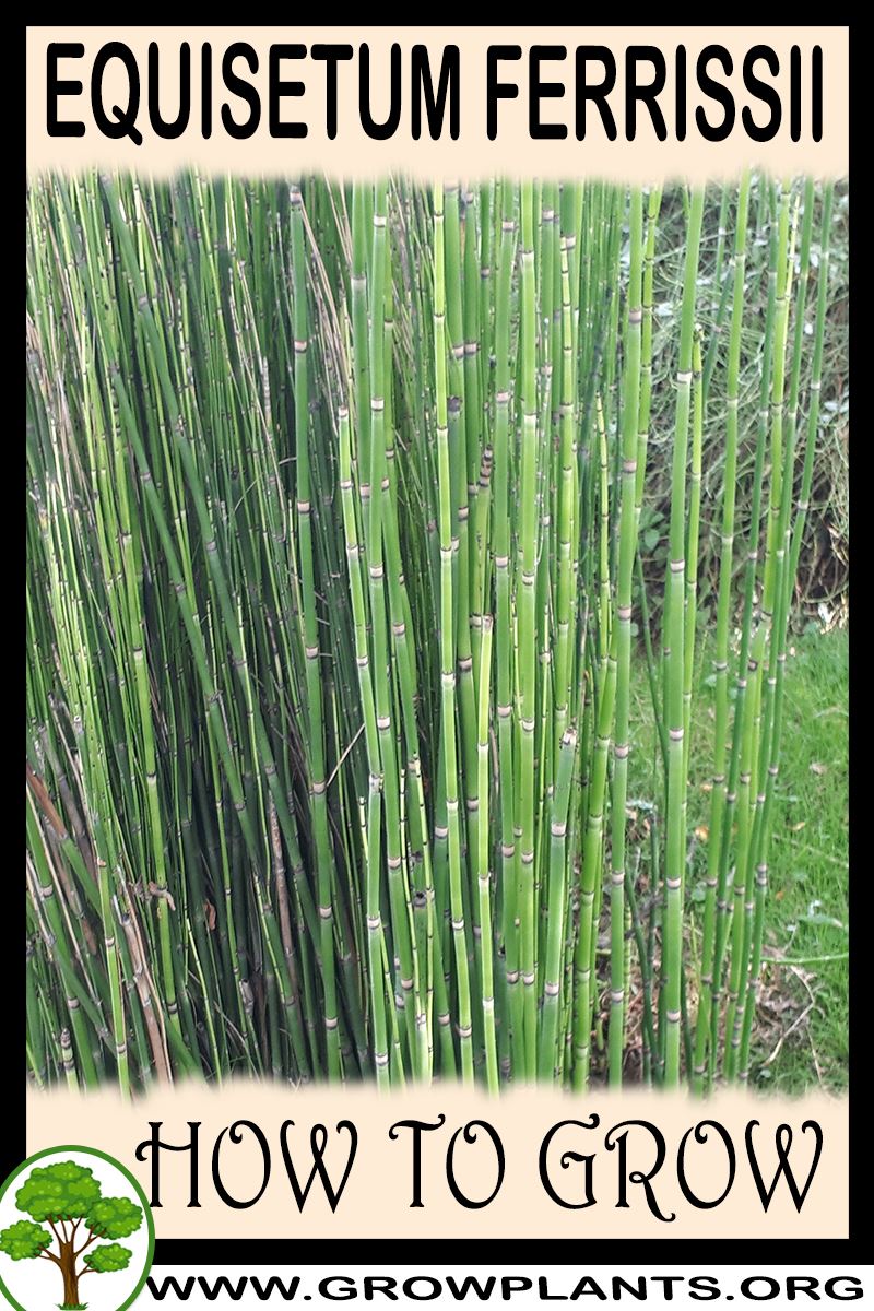 How to grow Equisetum ferrissii