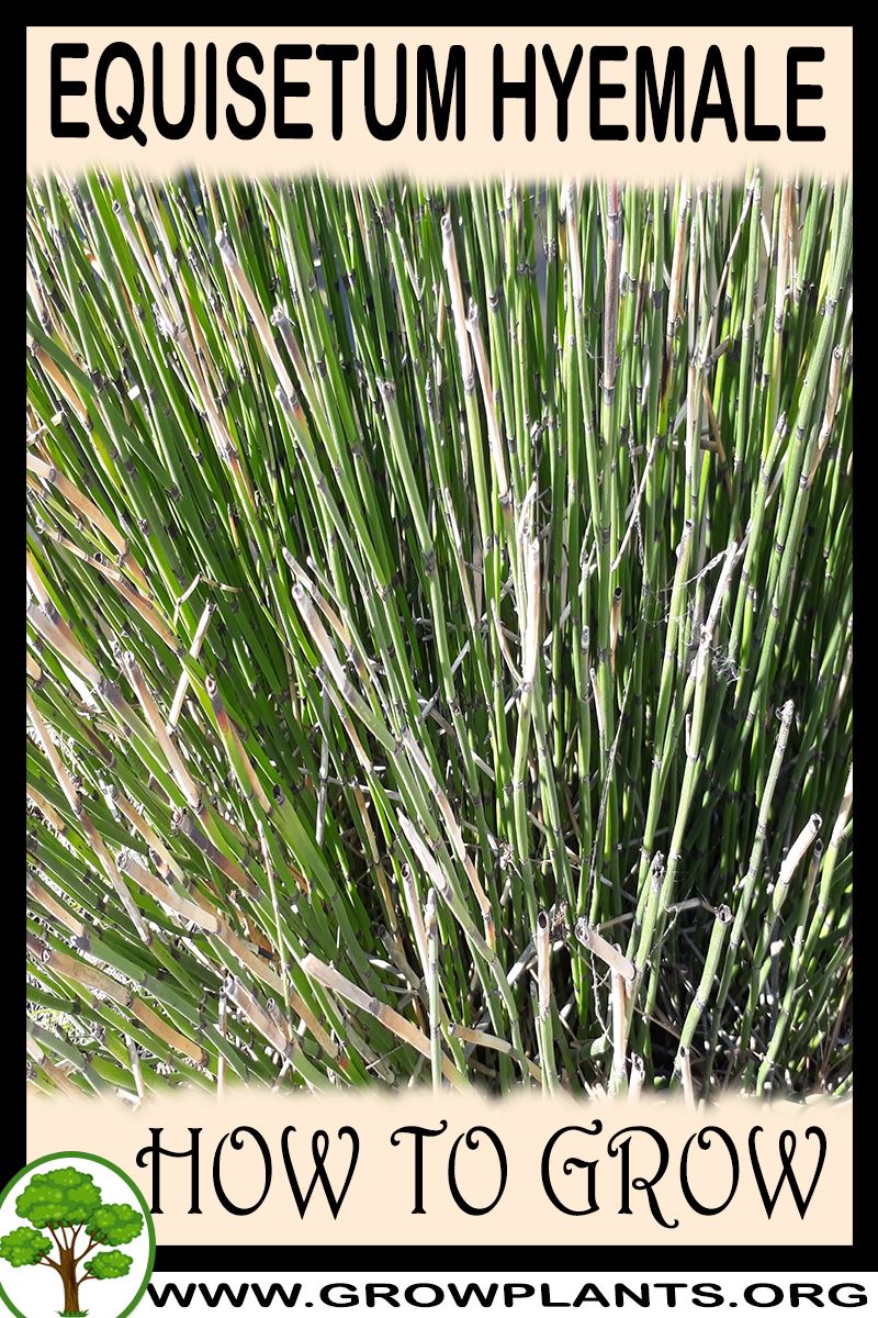 How to grow Equisetum hyemale