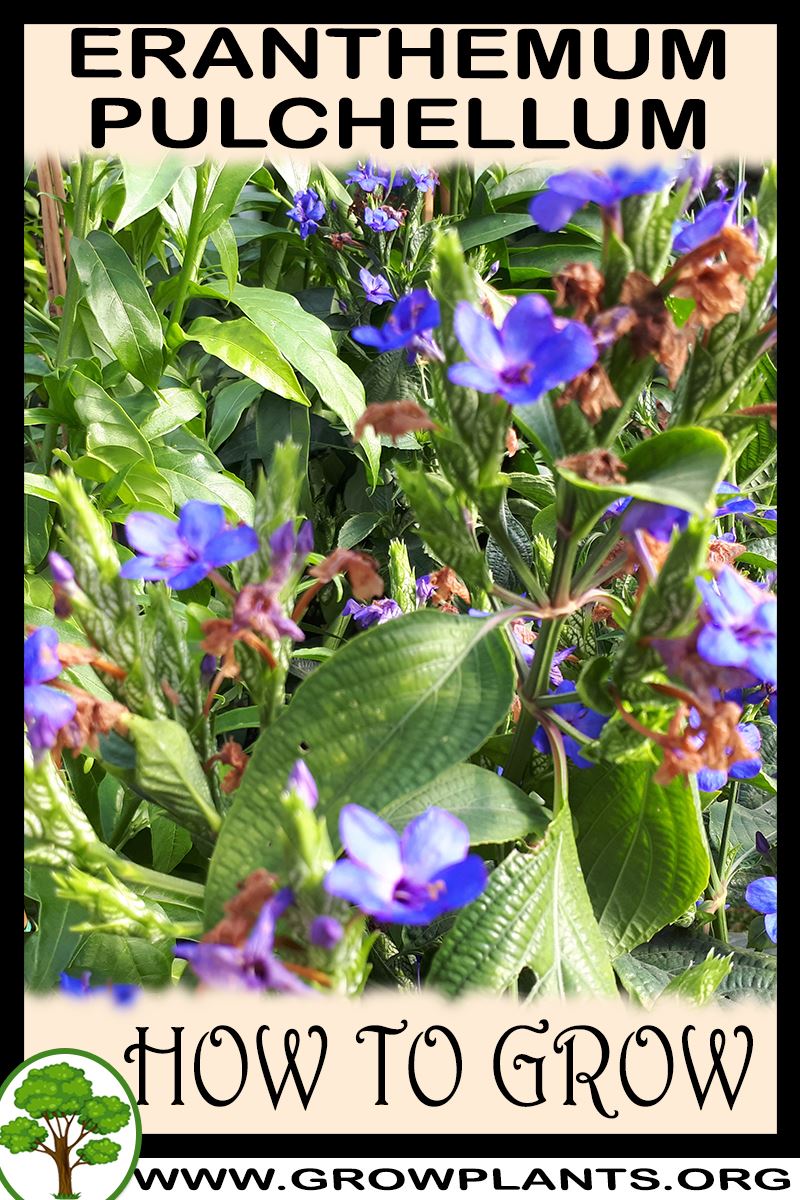 How to grow Eranthemum pulchellum