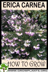 How to grow Erica carnea