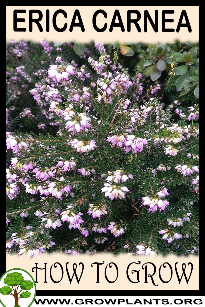 How to grow Erica carnea
