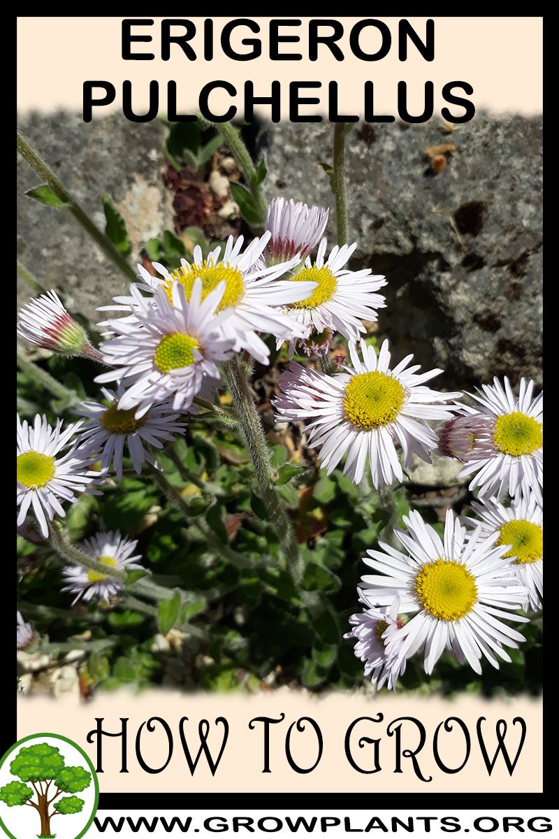 How to grow Erigeron pulchellus