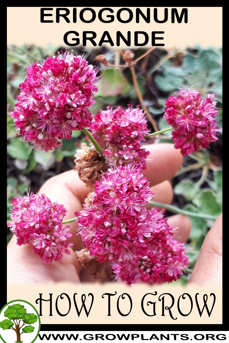 How to grow Eriogonum grande