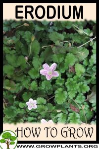 How to grow Erodium