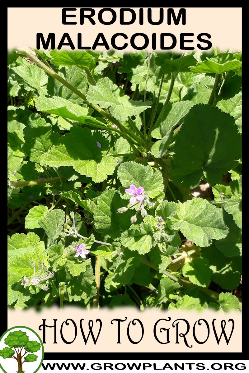 How to grow Erodium malacoides