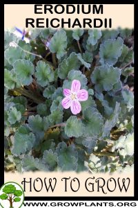 How to grow Erodium reichardii