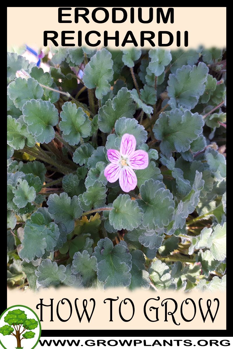 How to grow Erodium reichardii