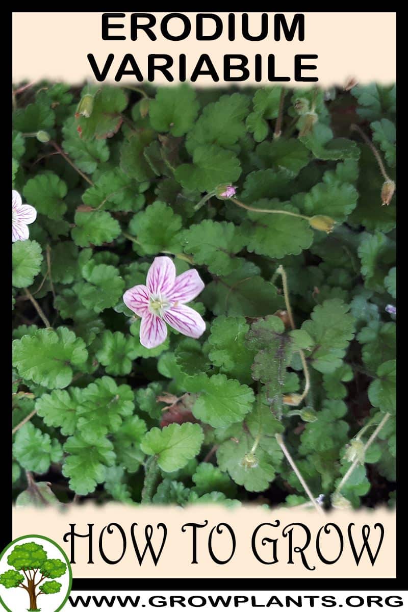 How to grow Erodium variabile