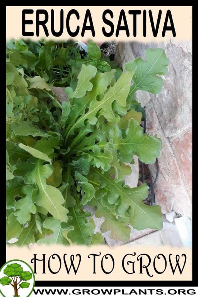 Eruca sativa