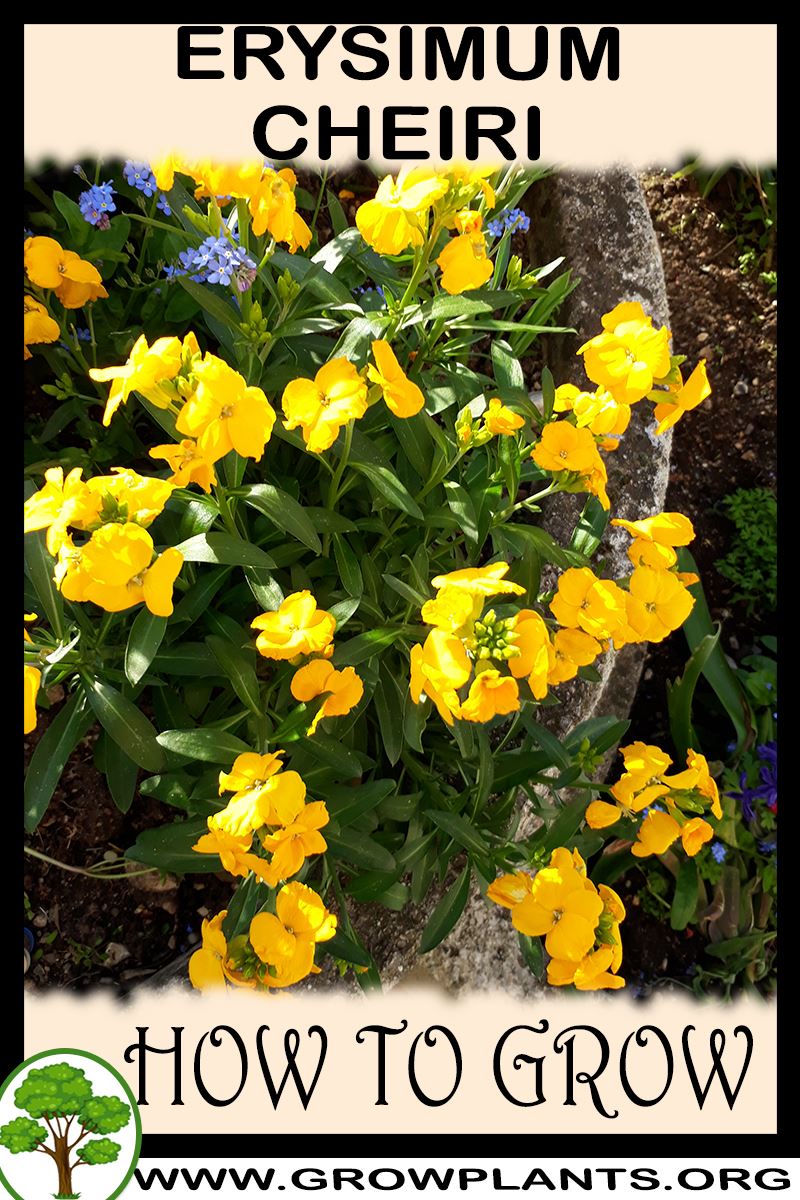 How to grow Erysimum cheiri