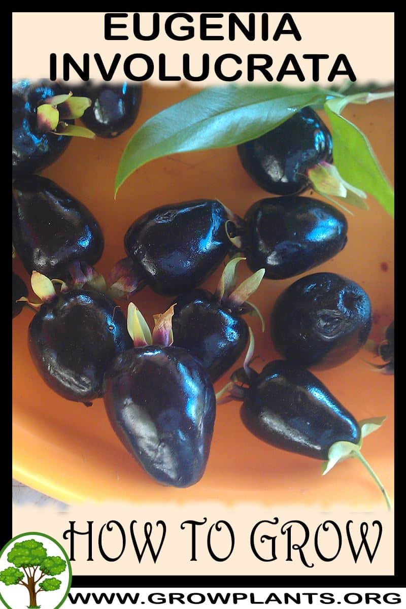 How to grow Eugenia involucrata