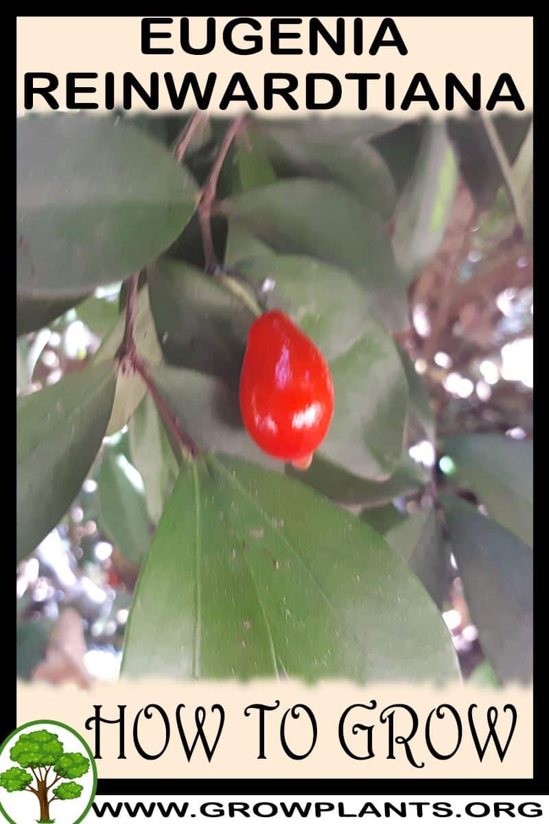 How to grow Eugenia reinwardtiana