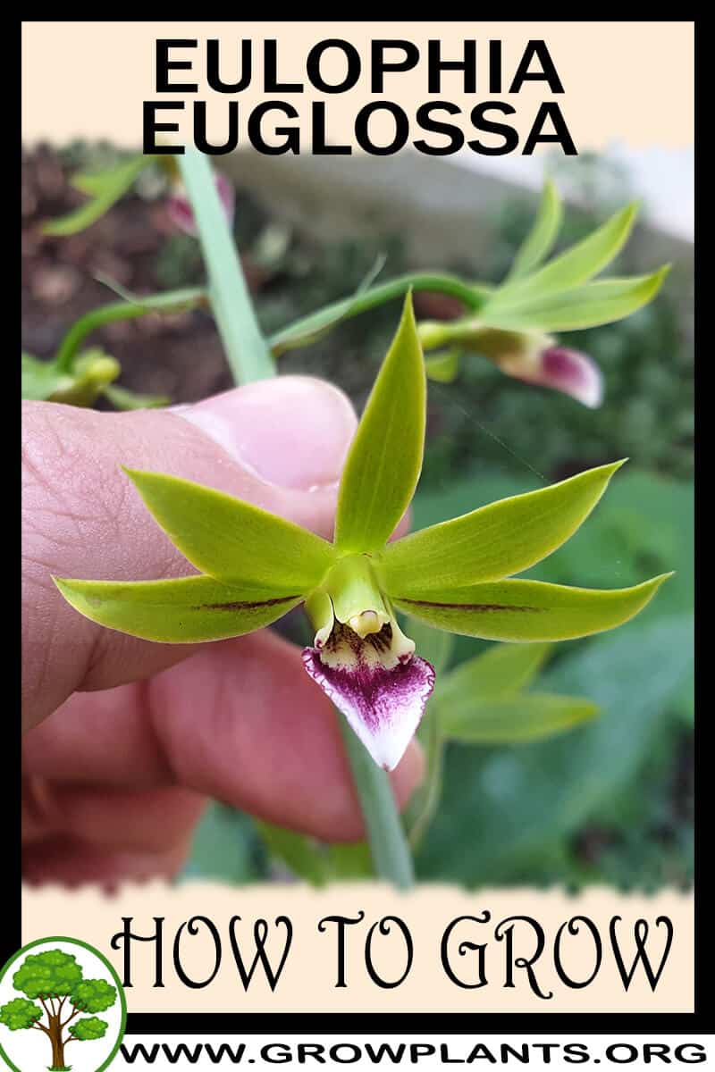 How to grow Eulophia euglossa