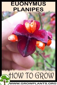 How to grow Euonymus planipes