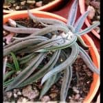 Euphorbia cylindrifolia