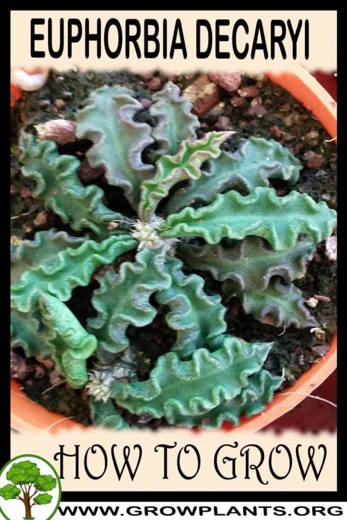 Euphorbia decaryi
