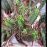Euphorbia enopla
