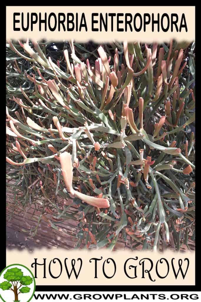 Euphorbia enterophora