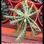Euphorbia flanaganii