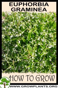 How to grow Euphorbia graminea