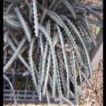 Euphorbia greenwayi