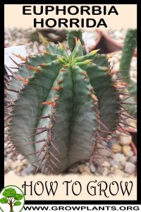 How to grow Euphorbia horrida