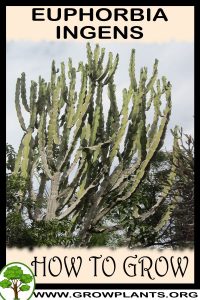 How to grow Euphorbia ingens