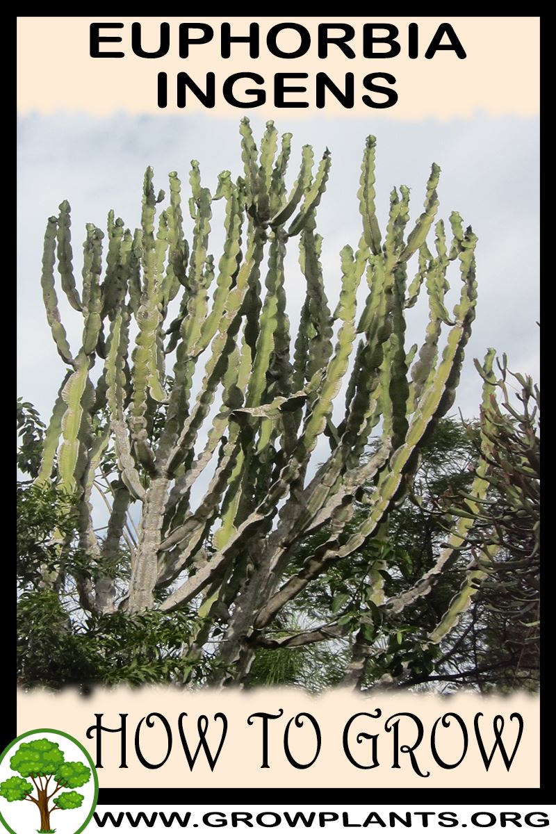 How to grow Euphorbia ingens