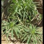 Euphorbia lambii