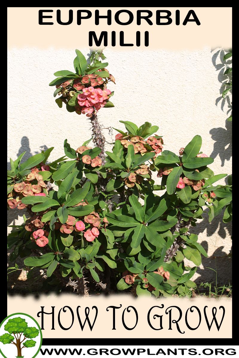 How to grow Euphorbia milii