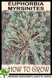 How to grow Euphorbia myrsinites