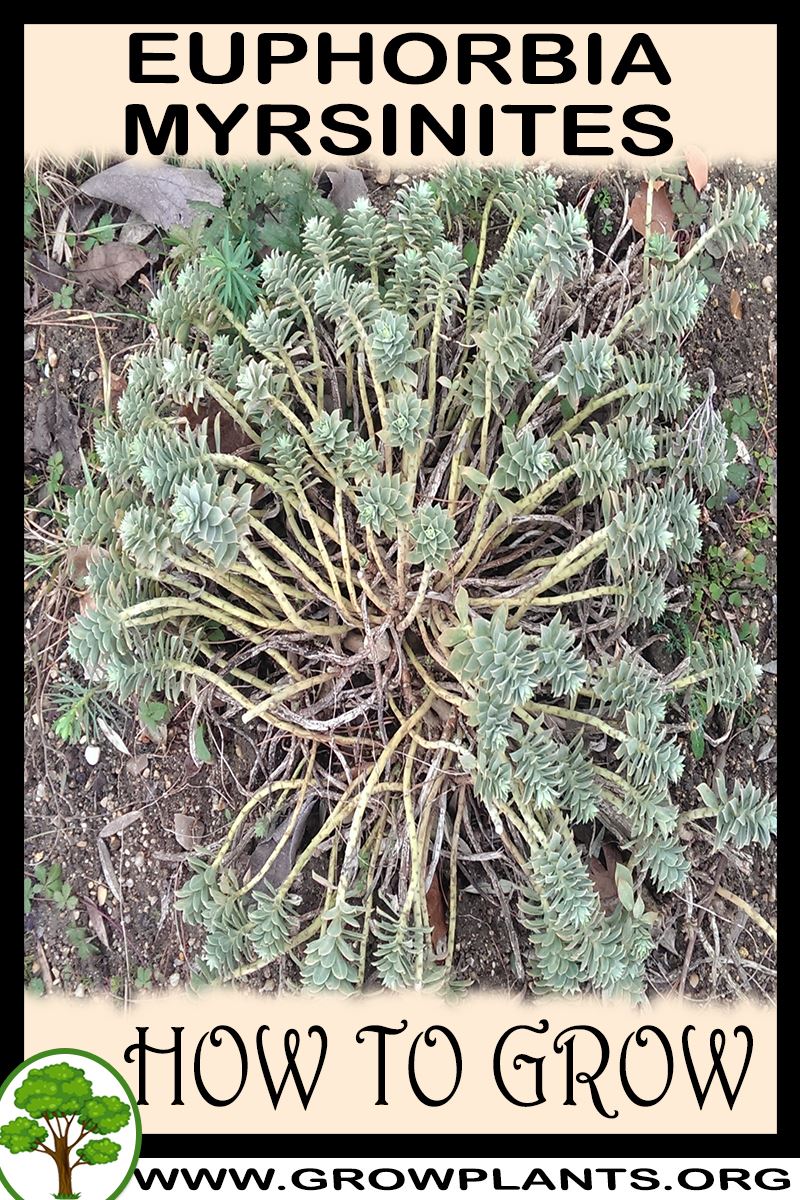 How to grow Euphorbia myrsinites