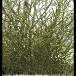 Euphorbia tirucalli