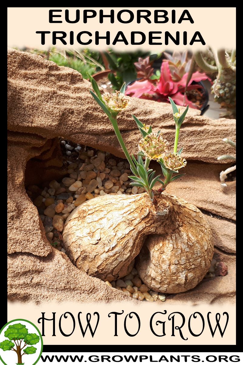 How to grow Euphorbia trichadenia