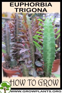 How to grow Euphorbia trigona